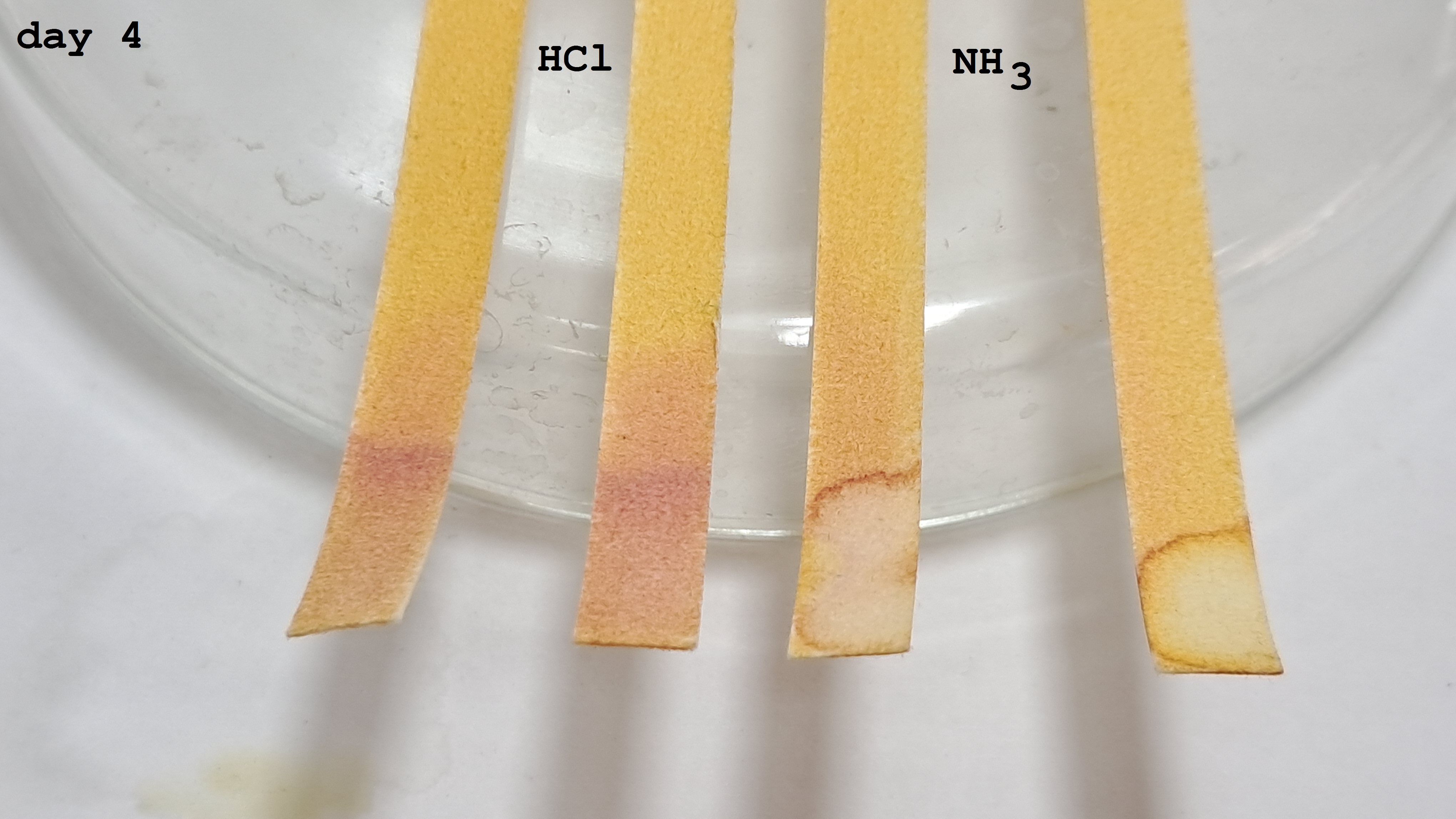 Universal Indicator Paper: Color Change Over Time